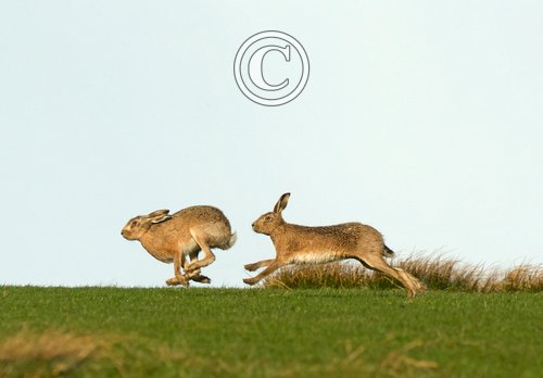   Brown Hares DM2029